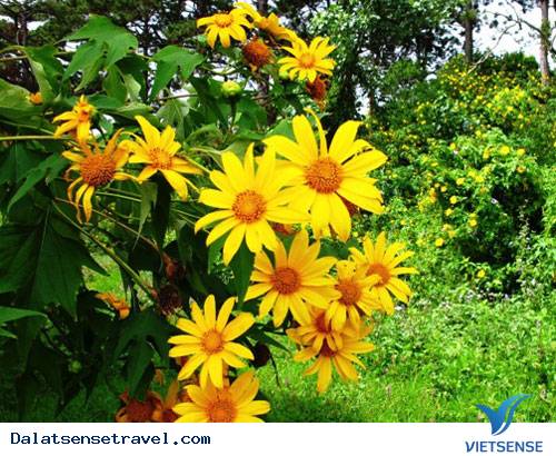 Nhiều Chương Trình Đặc Sắc Tại Festival Hoa Đà Lạt 2013 - Ảnh 2 Nhiều Chương Trình Đặc Sắc Tại Festival Hoa Đà Lạt 2013 - Ảnh 2