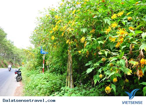 Những Con Đèo Nổi Tiếng Của Đà Lạt - Ảnh 5 Những Con Đèo Nổi Tiếng Của Đà Lạt - Ảnh 5