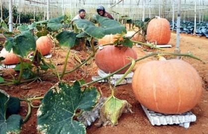 Quả bí ngô nặng 80kg ở Đà Lạt - Ảnh 1