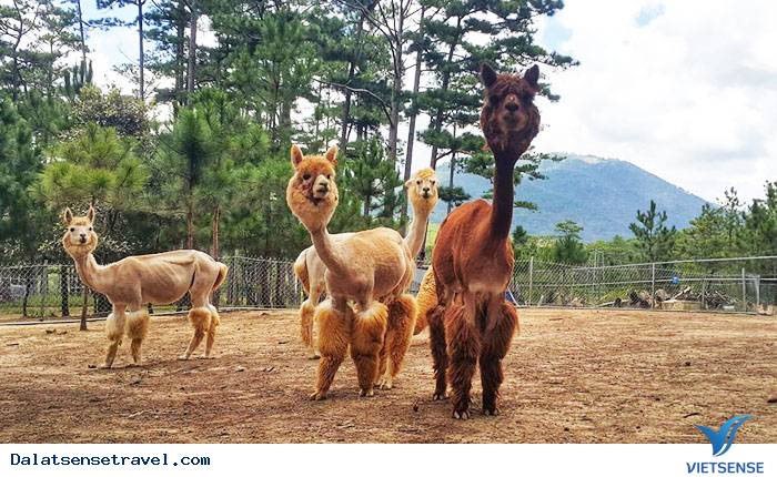 Sở thú ZooDoo ở Đà Lạt Sở thú ZooDoo ở Đà Lạt