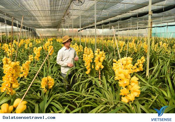 Trang trại hoa lan Ánh Quỳnh Trang trại hoa lan Ánh Quỳnh