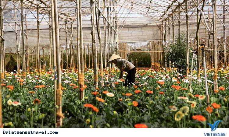 Trang trại hoa Langbiang Trang trại hoa Langbiang