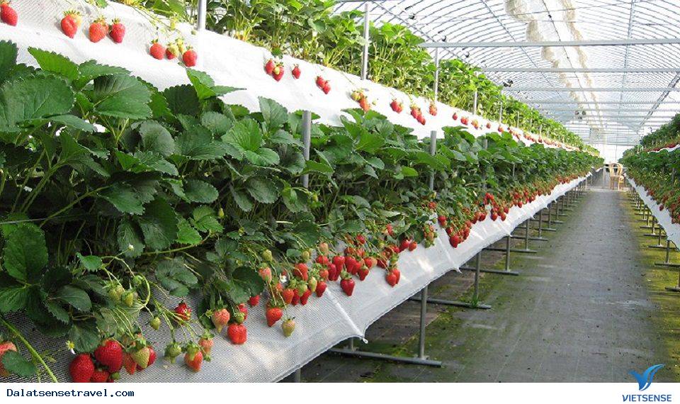 Trang trại hữu cơ Biofresh Trang trại hữu cơ Biofresh