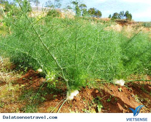 Về Đà Lạt ăn món lạ - Ảnh 2 Về Đà Lạt ăn món lạ - Ảnh 2