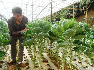 Về Đà Lạt ăn món lạ - Ảnh 1 Về Đà Lạt ăn món lạ - Ảnh 1