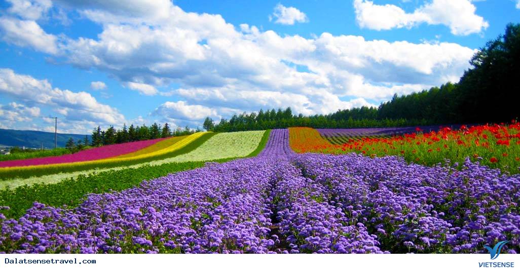 Vườn hoa Vườn hoa