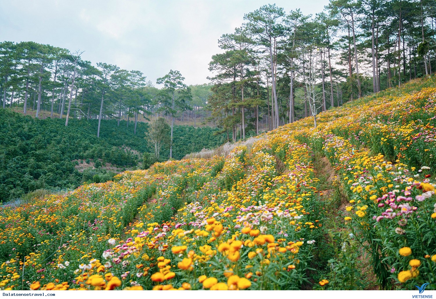 Xứ sở của muôn hoa